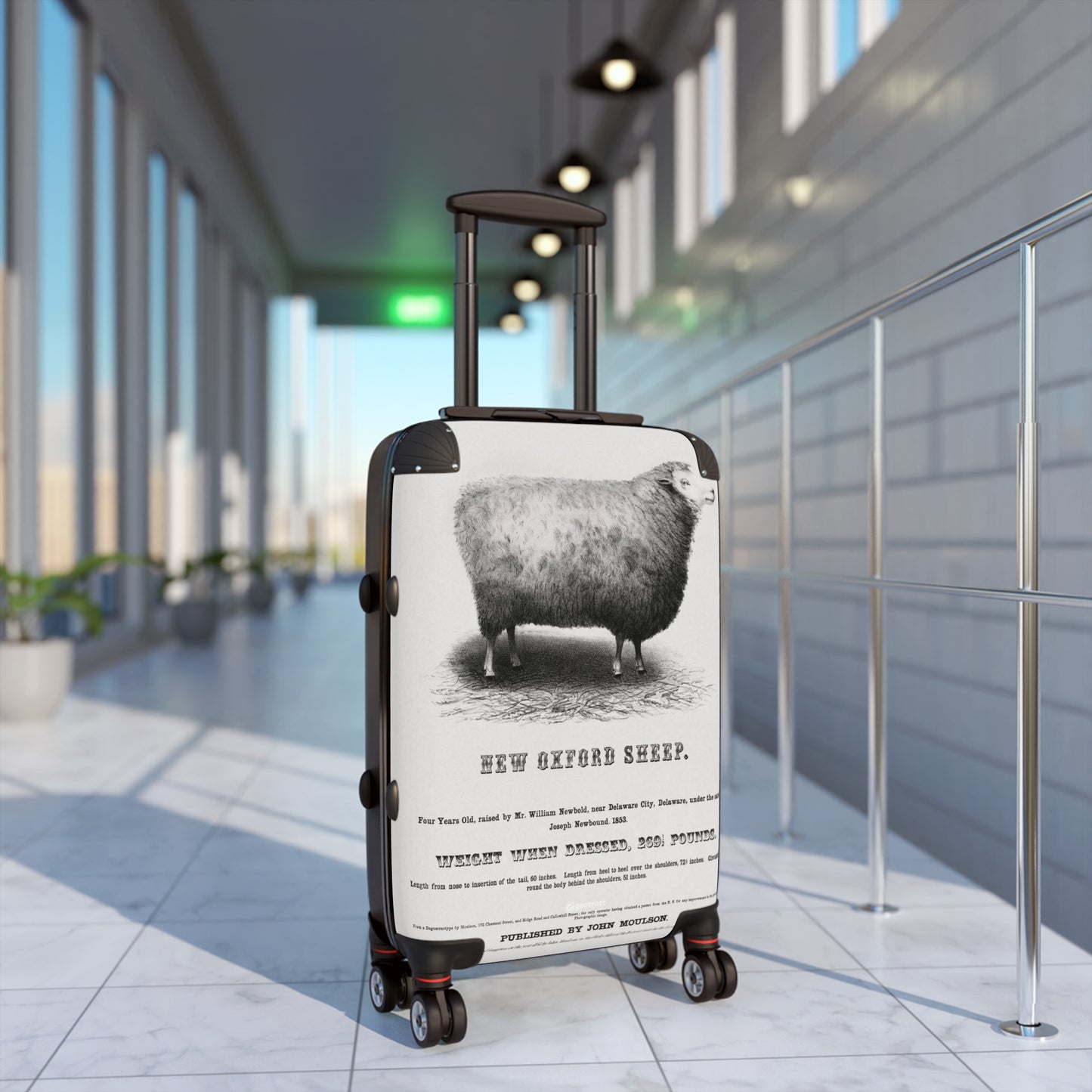 New-Oxford-Sheep-1853-By-John-Moulson Jpg