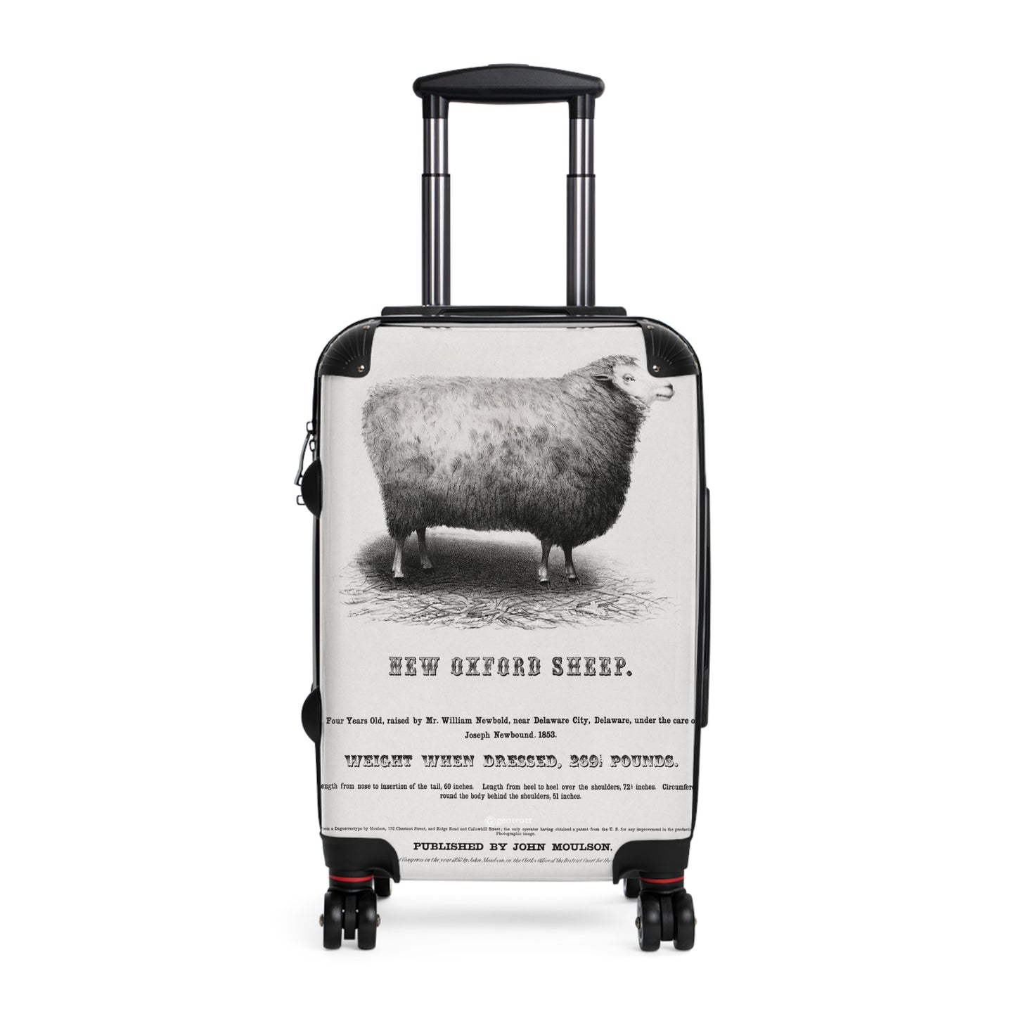 New-Oxford-Sheep-1853-By-John-Moulson Jpg