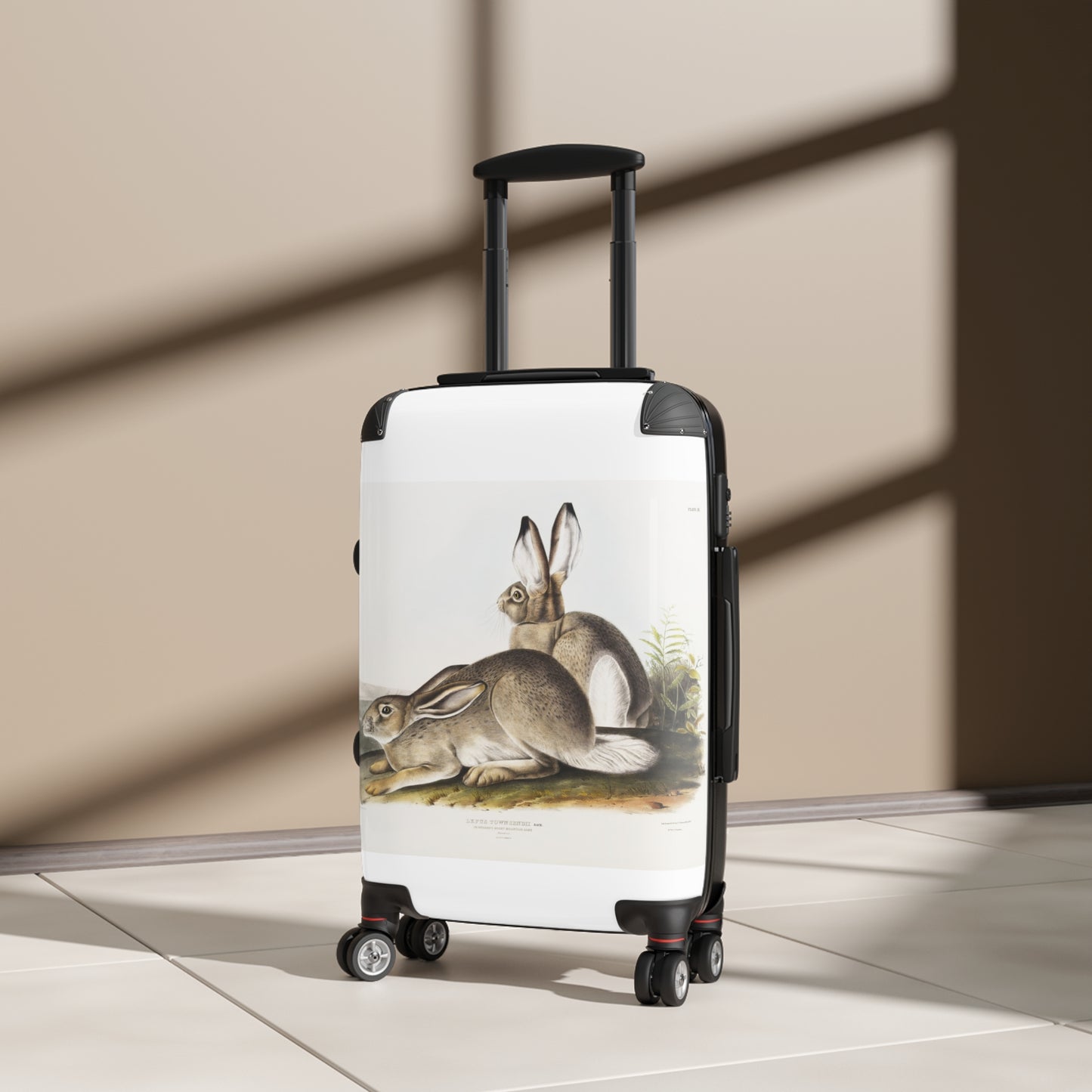 ownsends-Rocky-Mountain-Hare-Lepus-Townsendii-from-the-viviparous-quadrupeds-of-North-America-1845-illustrated-by-John-Woodhouse-Audubon-giga
