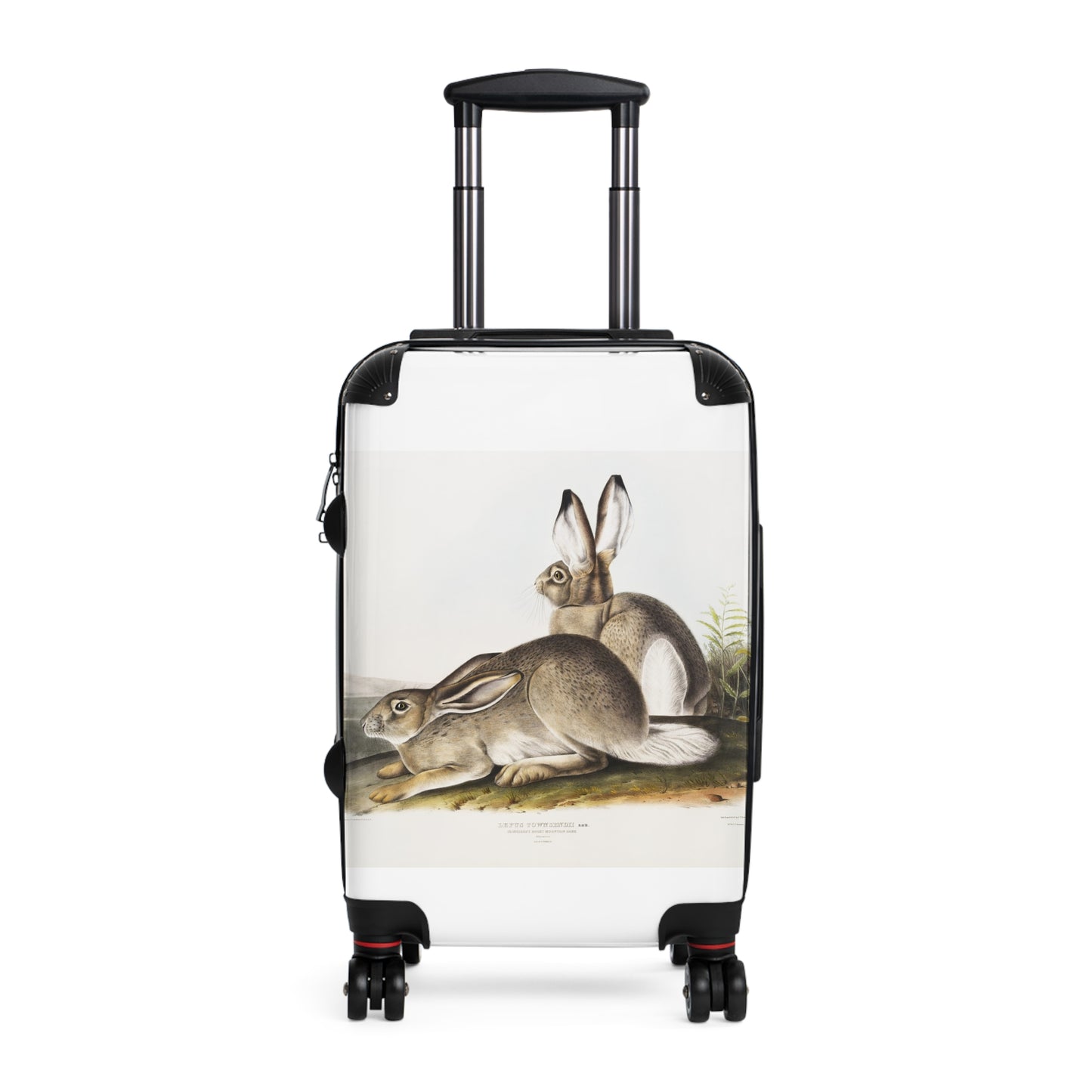 ownsends-Rocky-Mountain-Hare-Lepus-Townsendii-from-the-viviparous-quadrupeds-of-North-America-1845-illustrated-by-John-Woodhouse-Audubon-giga
